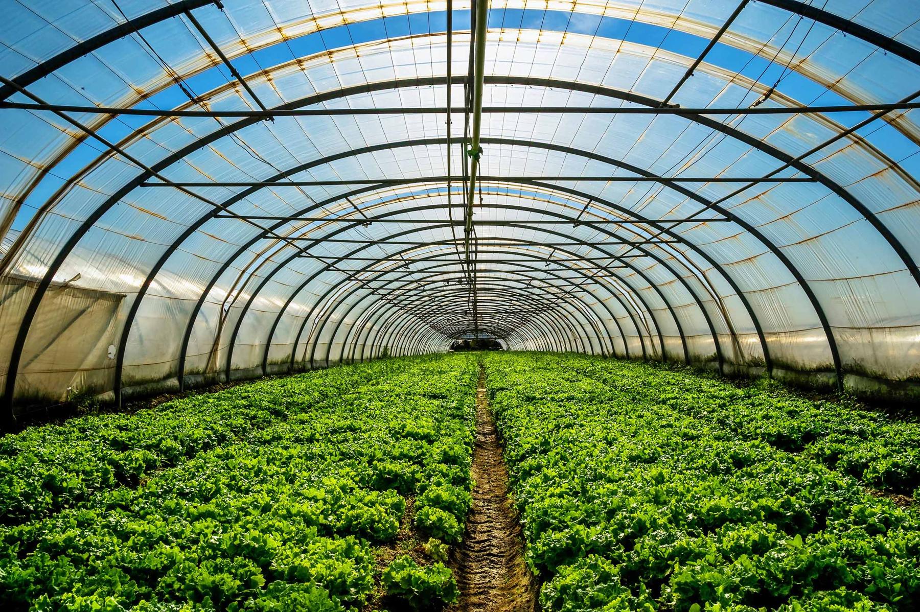 Stock photo of rows of plants in a greenhouse