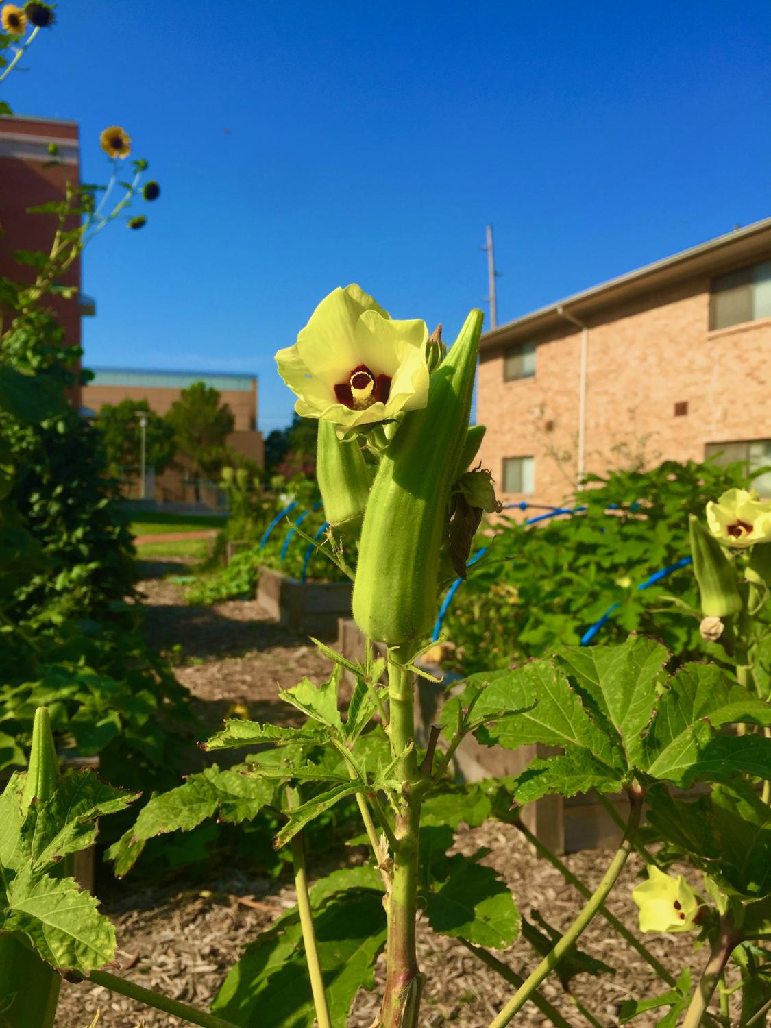 An okra plant 