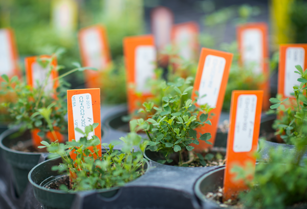 plants in pots growing with labels