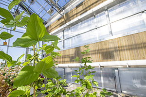 Photo of the inside of the greenhouse at UNT's Discovery Park
